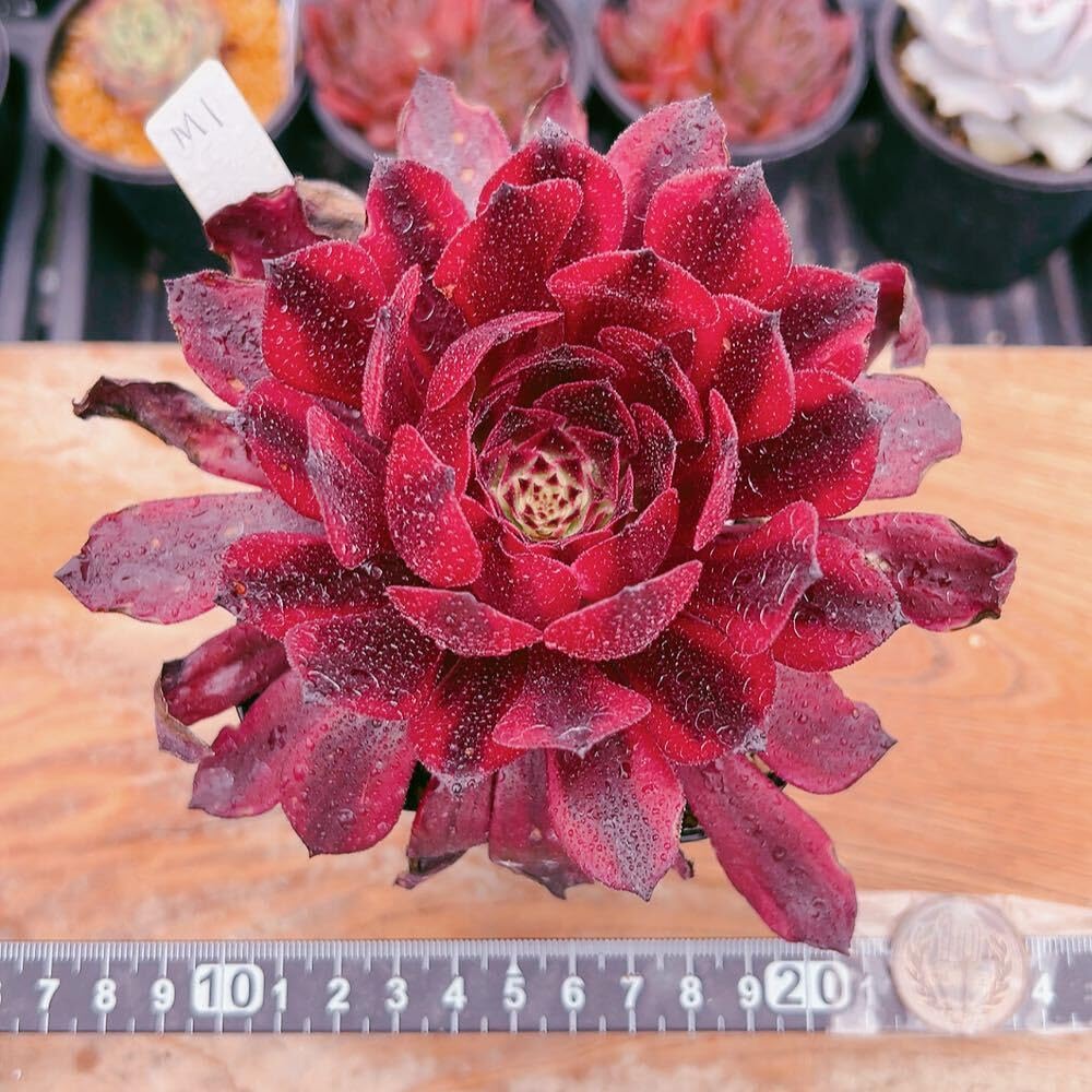 Amazon.co.jp: D！！1多肉植物 美姫 アエオニウム 美苗 農園直売 観葉