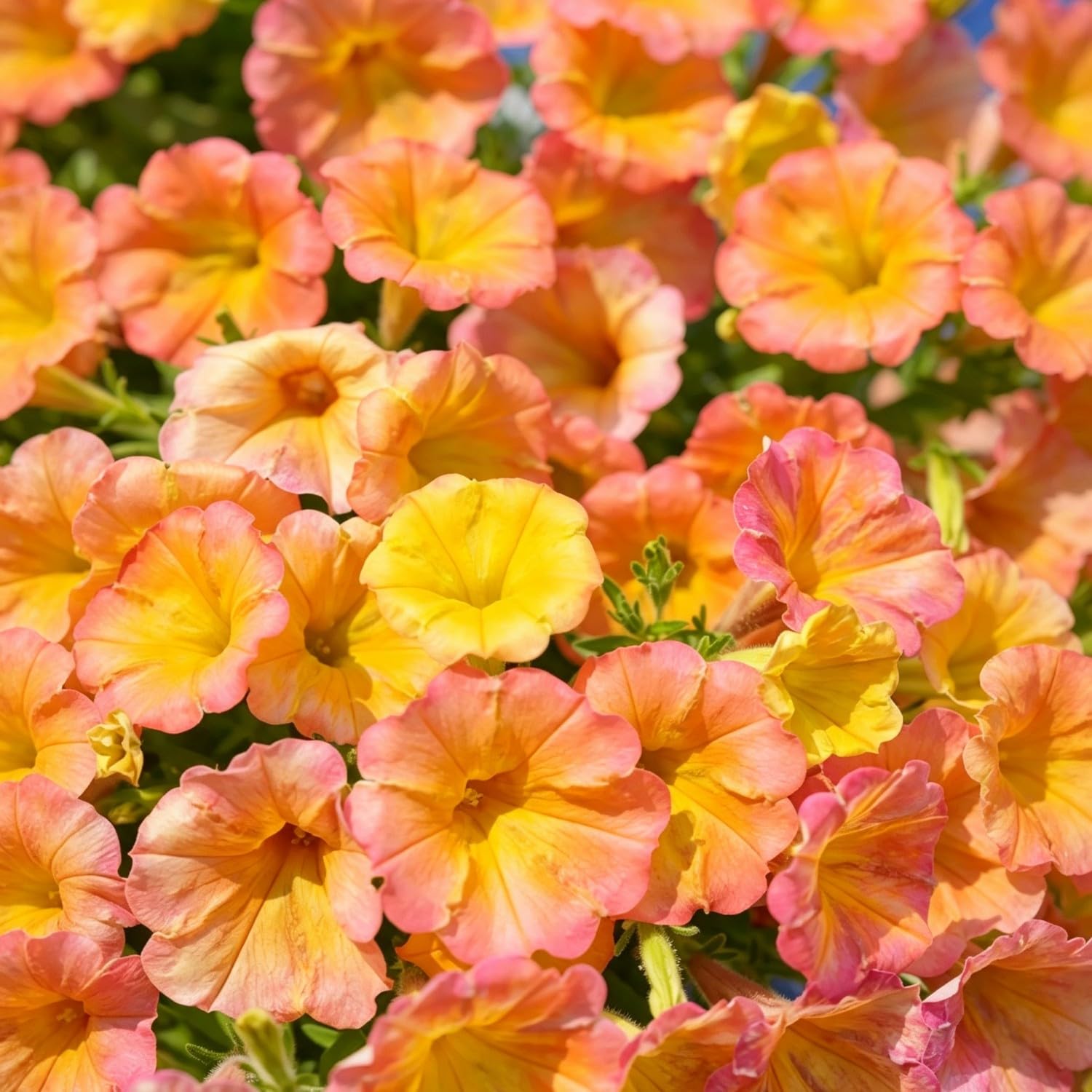 Rare Petunia Seed- Vibrant Floral Display Garden-25000pcs-Q