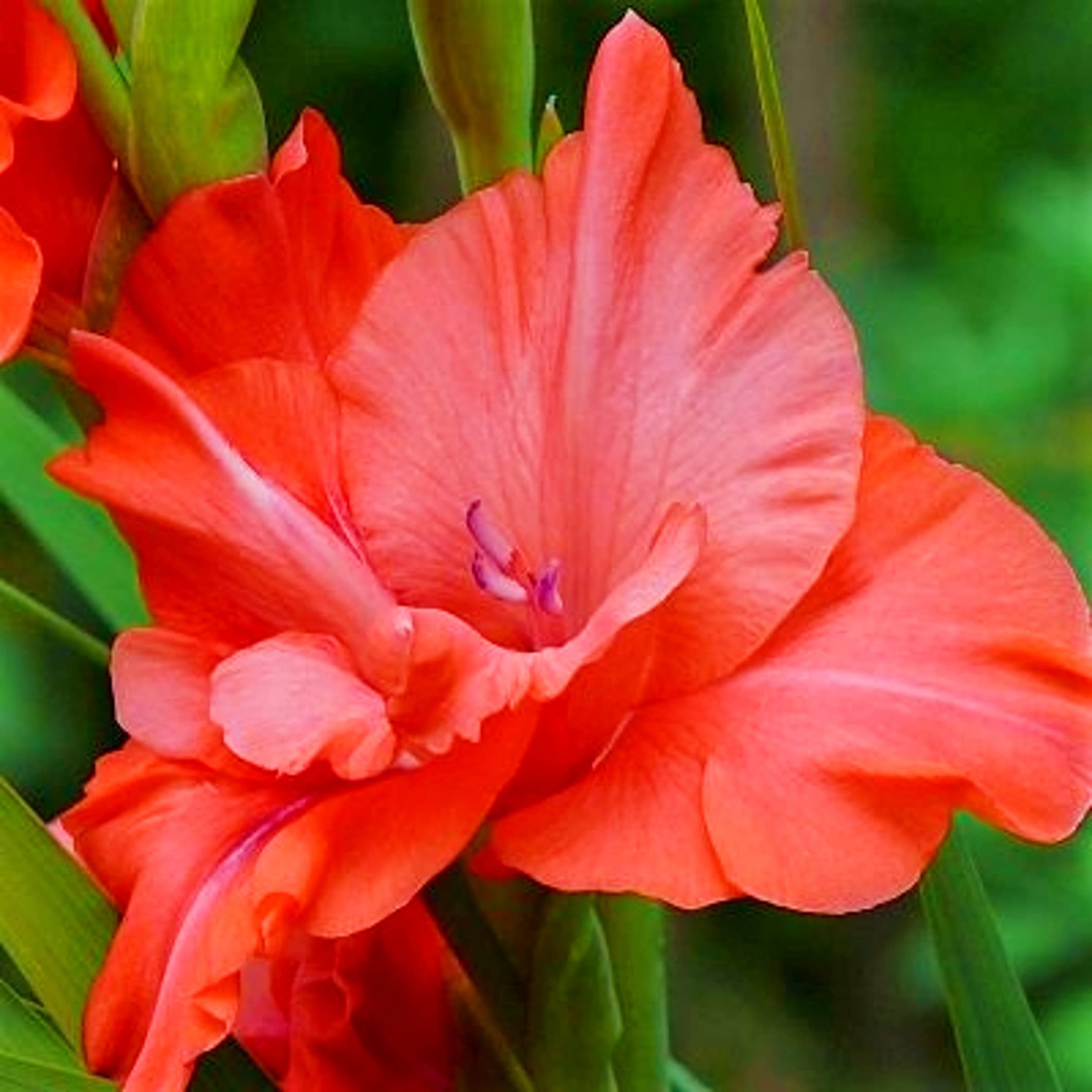 Tim Tim Agro Gladiolus Brilliant Mix Flower Imported & Hybrid Bulbs Best Pack of 25 For Your Home Plant & Garden 3