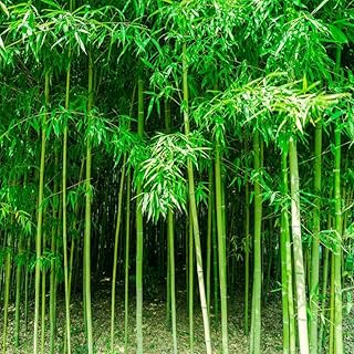 450+ Bamboo Seeds for Planting-Exotic and Fast Growing-Landscaping, Privacy, Indoor or Outdoor