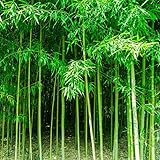 450+ Bamboo Seeds for Planting-Exotic and Fast Growing-Landscaping, Privacy, Indoor or Outdoor