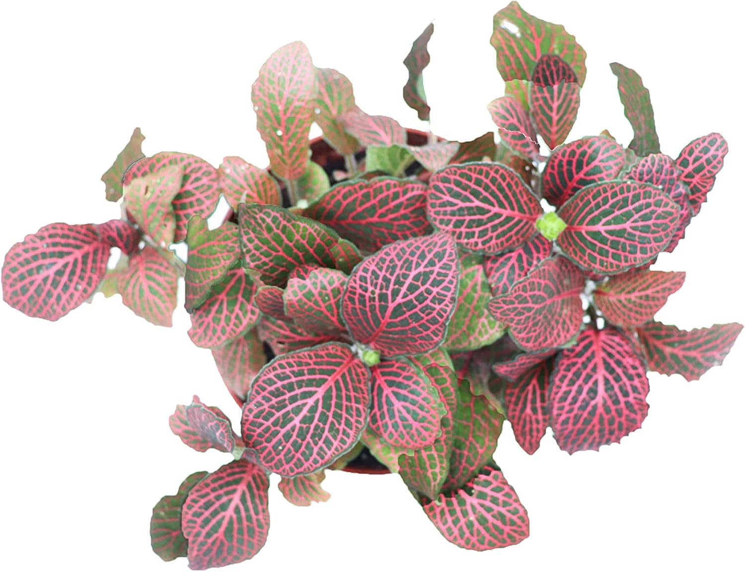 Red Fittonia - 6" from California Tropicals