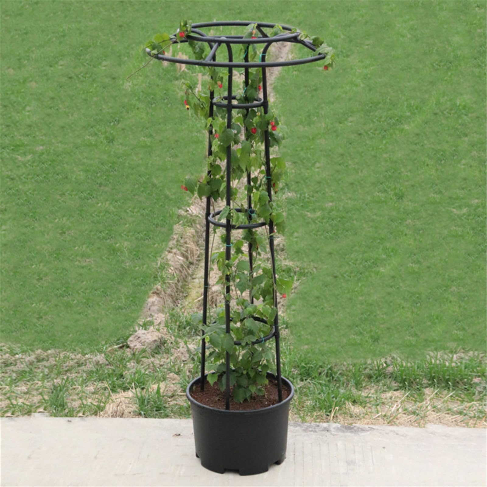 Obstspalier Metall Garten Klettern Breite Stretch Bänder für vertikale Gartenarbeit Drachenfrucht Reben Pflanze