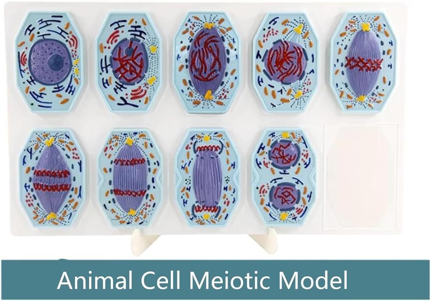 Mitose- und Meiosemodell tierischer und pflanzlicher Zellen, biologisches