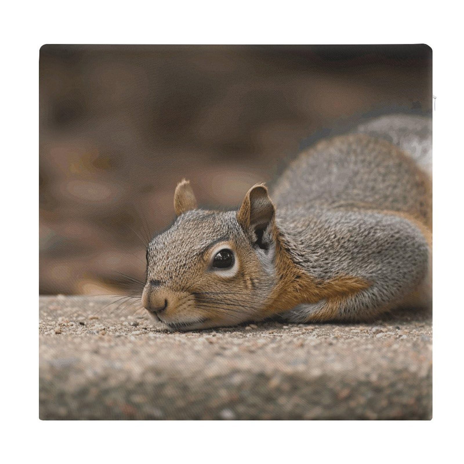 Cojines de espuma viscoelástica cuadrados Squirrel Just Laying para sillas de comedor y cocina