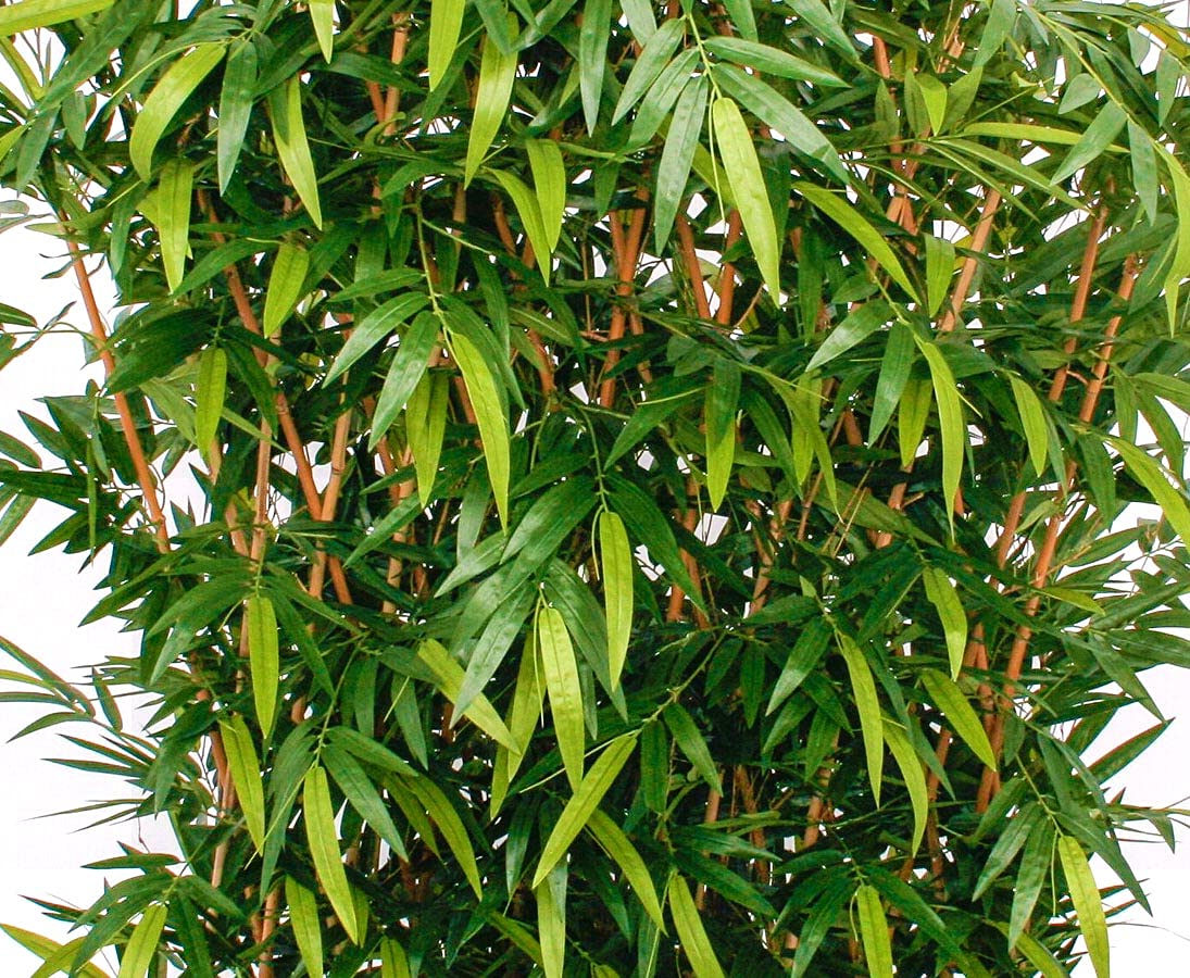 Sztuczny ywopot bambusowy, 180 x 120 cm, z 3200 arkuszami, ochrona przed  promieniowaniem UV, ochrona przed socem, sztuczna bambusowa ochrona przed  wzrokiem, rolina bambusowa do uytku wewntrz i : Amazon.pl: Dom i kuchnia