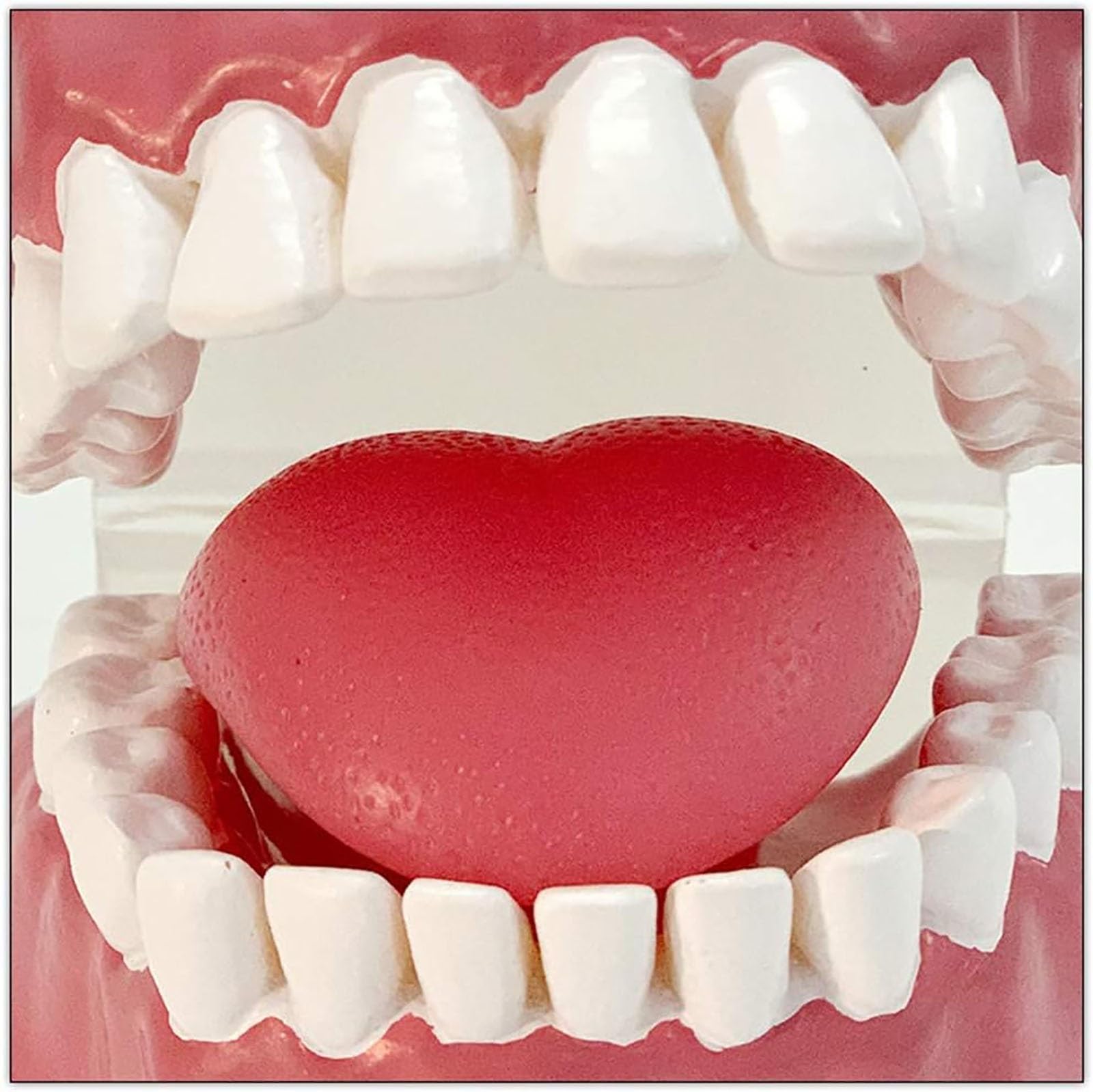 Modello dimostrativo dentale, cavità orale umana con gengive e denti interdentali, per l'educazione medica e la formazione odontoiatrica
