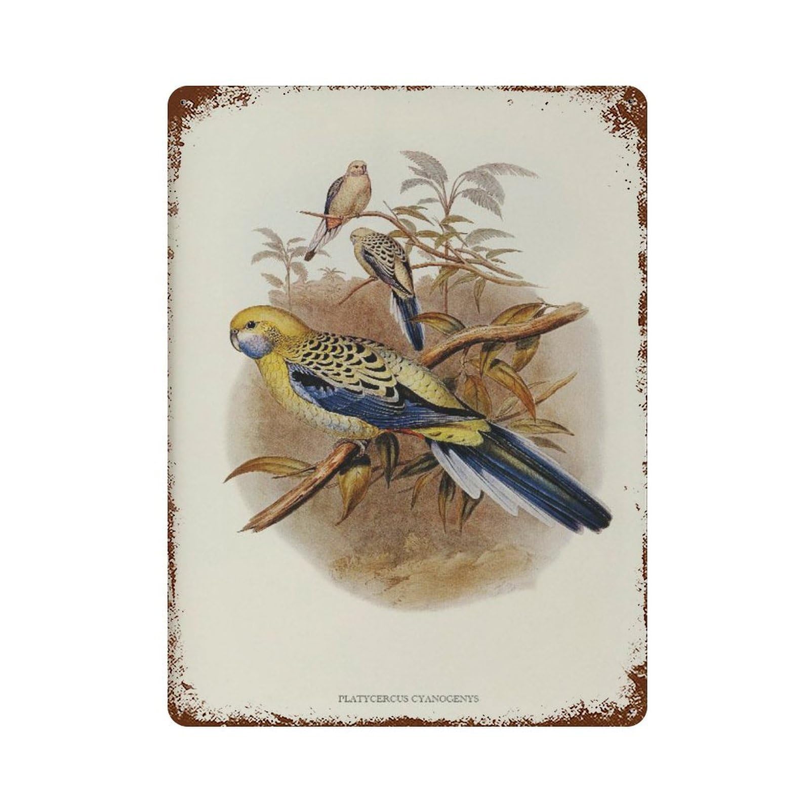 xiaoxiaoshen Blue-cheeked Parakeet Vintage Animal Wall Decor Art Metal Tin Poster Modern Home Decor Art Home Bar Shop Decorations Vintage Sign 40x30cm