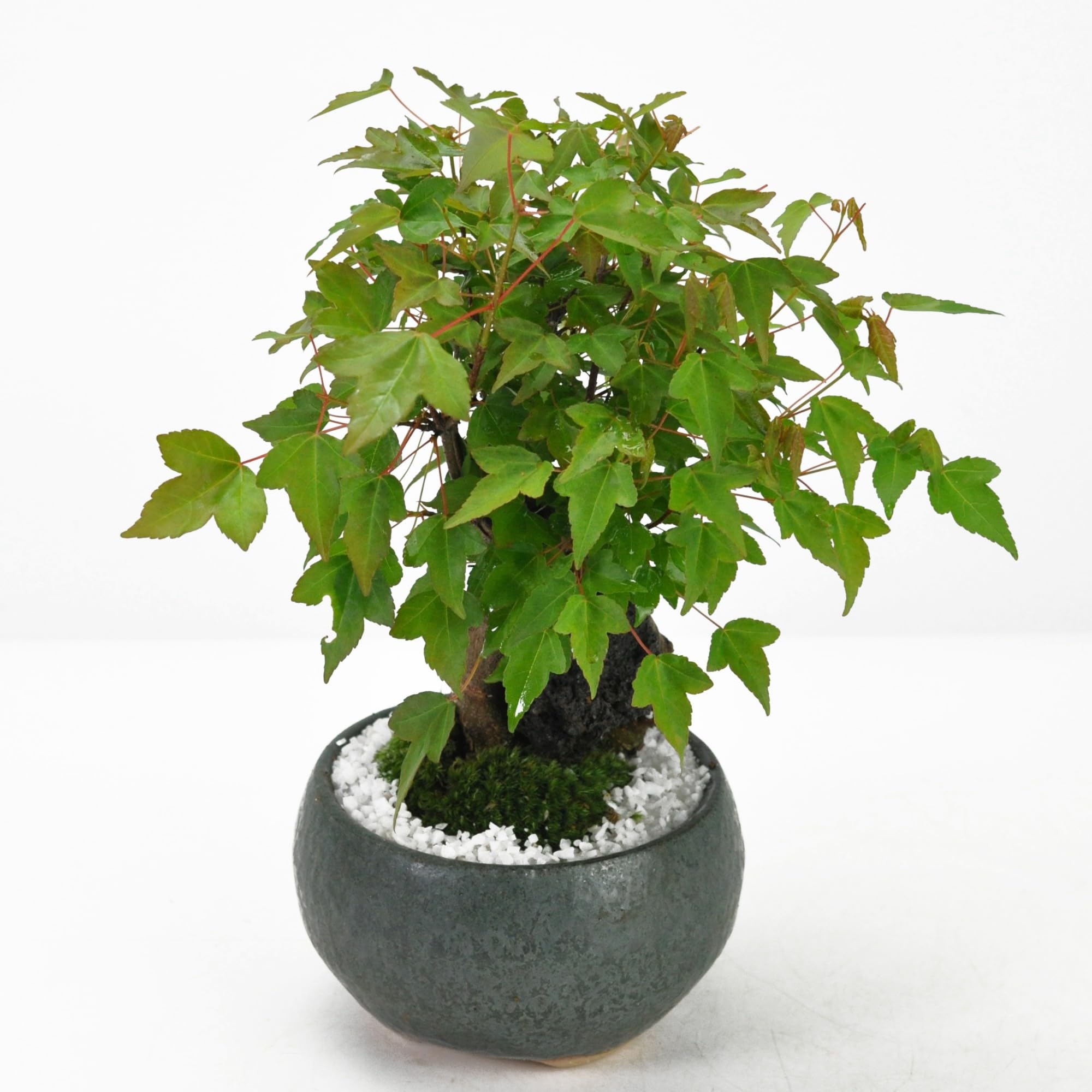 盆栽【石付き楓】