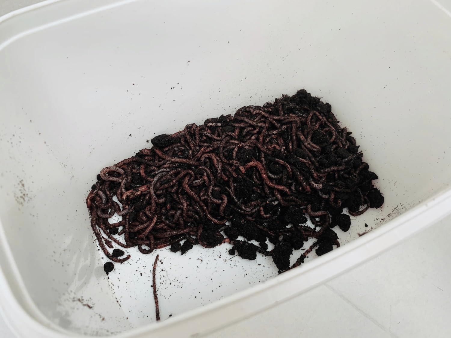 XXL Wurmzucht - mit 1 kg großen (ca. 630 St.) für eigenen Zuchtbehälter (ohne Zuchtbox) Angelwürmer, Futterwürmer, Regenwürmer, Dendrobena, Würmer, Riesenrotwürmer, Angelköder, Lebendköder, Wurmfarm