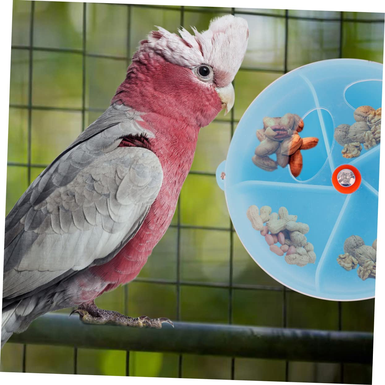 Beaupretty 3pièces Distributeur Interactif pour Oiseaux Jouet à Mâcher pour Perroquets Boîte De Foraging Forme De Roue Bleu pour Cockatiels Et Conures
