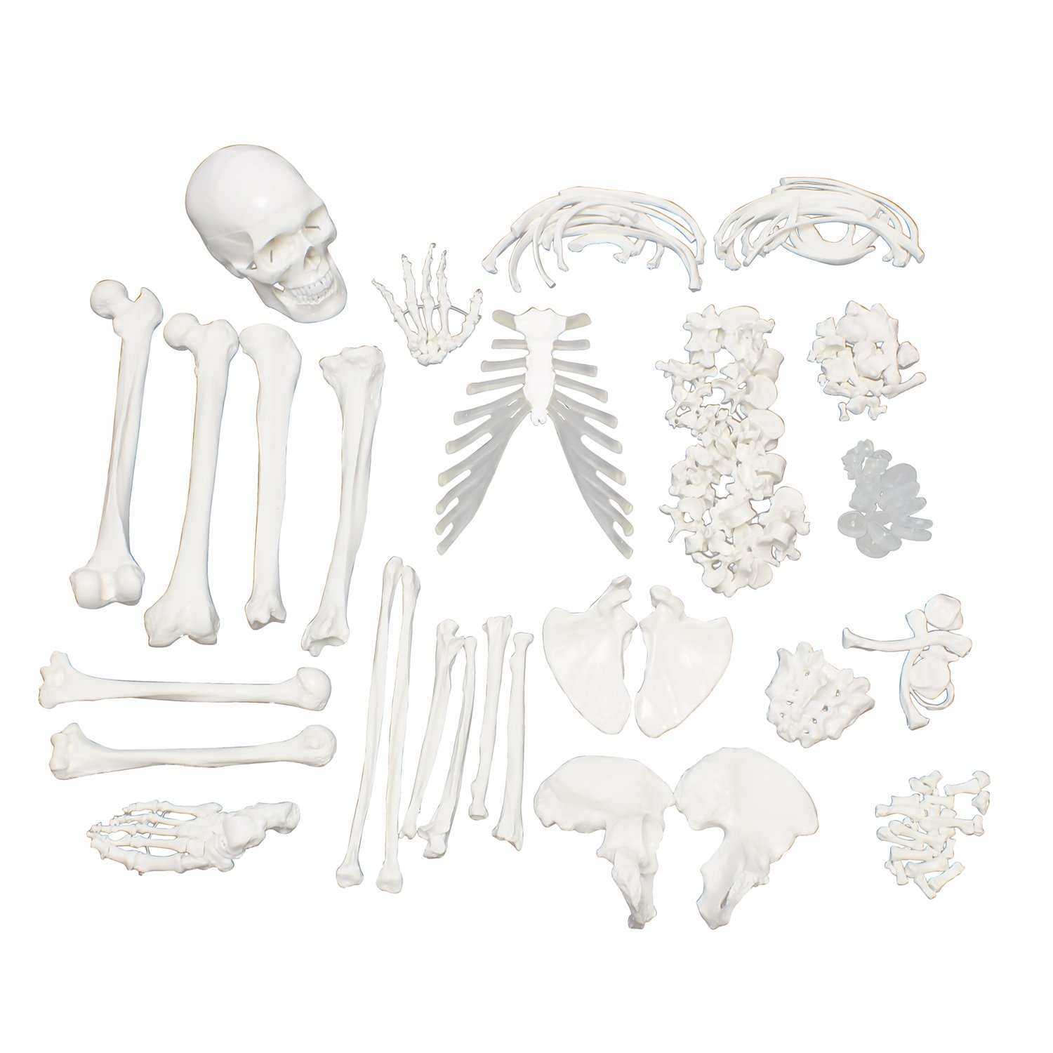 MonMed Medical Skeleton Model Life Size Skeleton