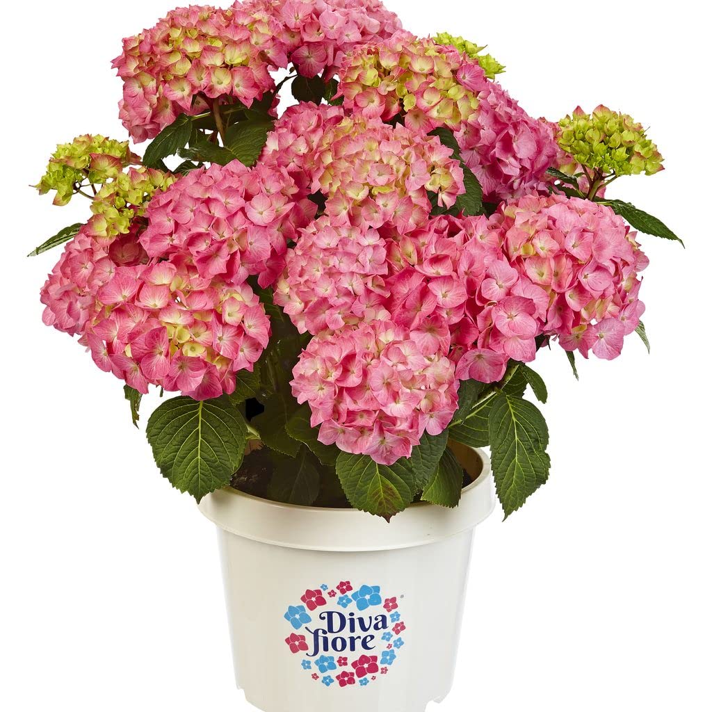 Hydrangea Rosa - Hortensia - Planta Natural para el Interior de la Casa