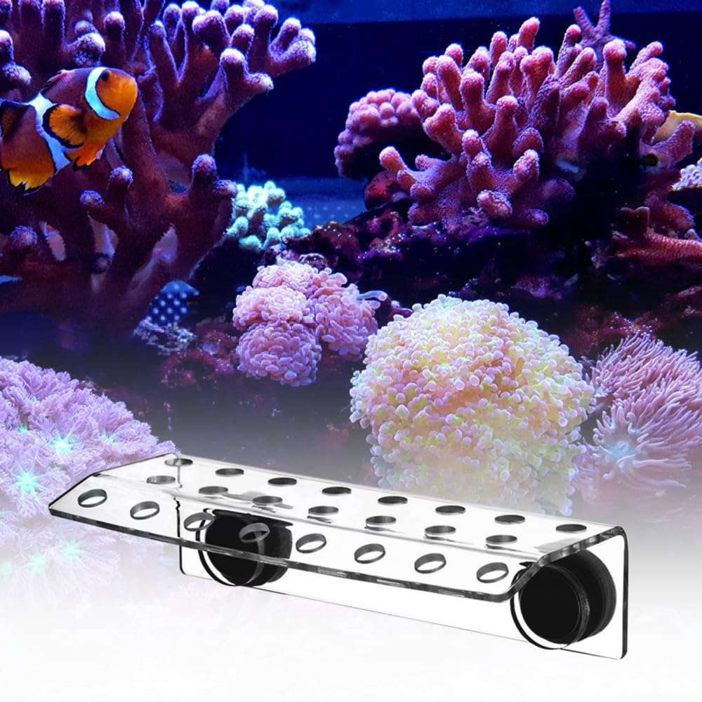 DONGKER Coral Frag Rack, 1 Stück Acryl Korallen Ableger Halter mit 23 Löchern, Aquarium Korallen Frag Halterung mit Magnetisches Saugnapf für Meerwasseraquarien