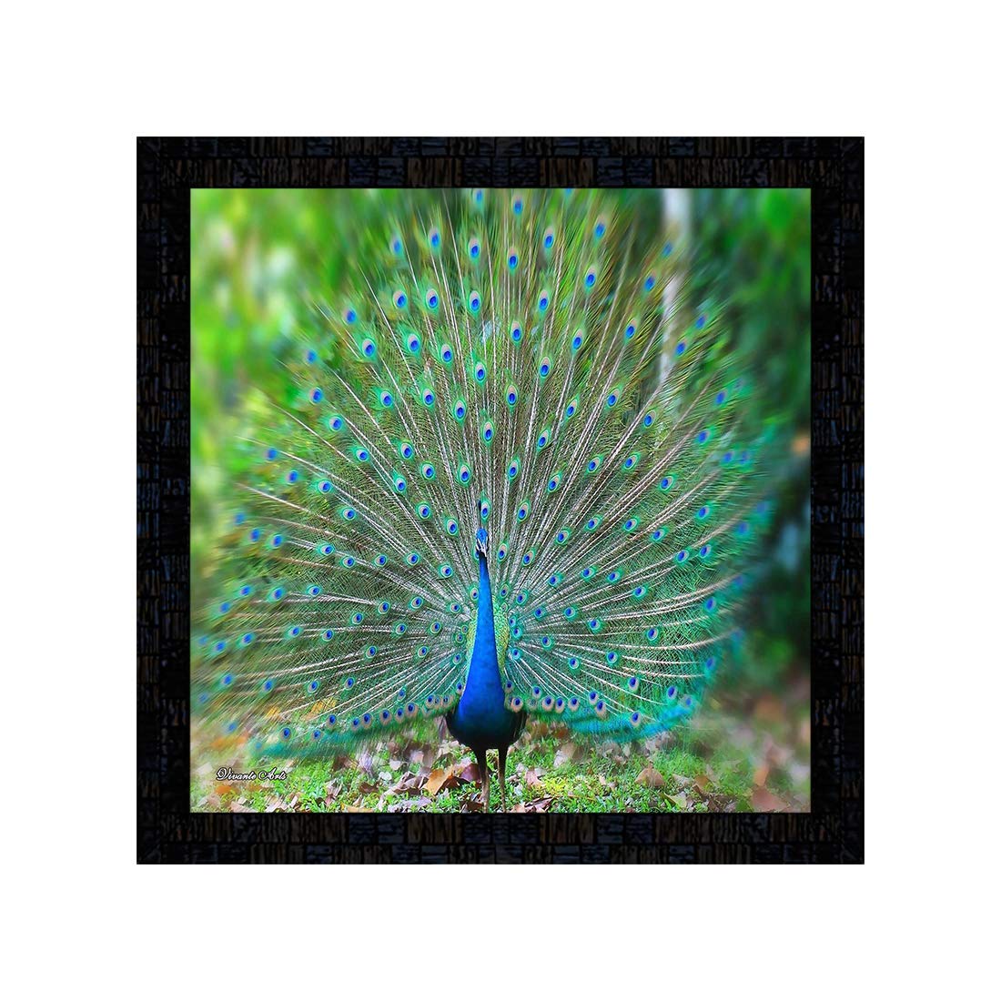 Synthetic Peacock Birds Poster (Multicolour, 14 x 14 inch) (B082676M3Z) Amazon Price History, Amazon Price Tracker
