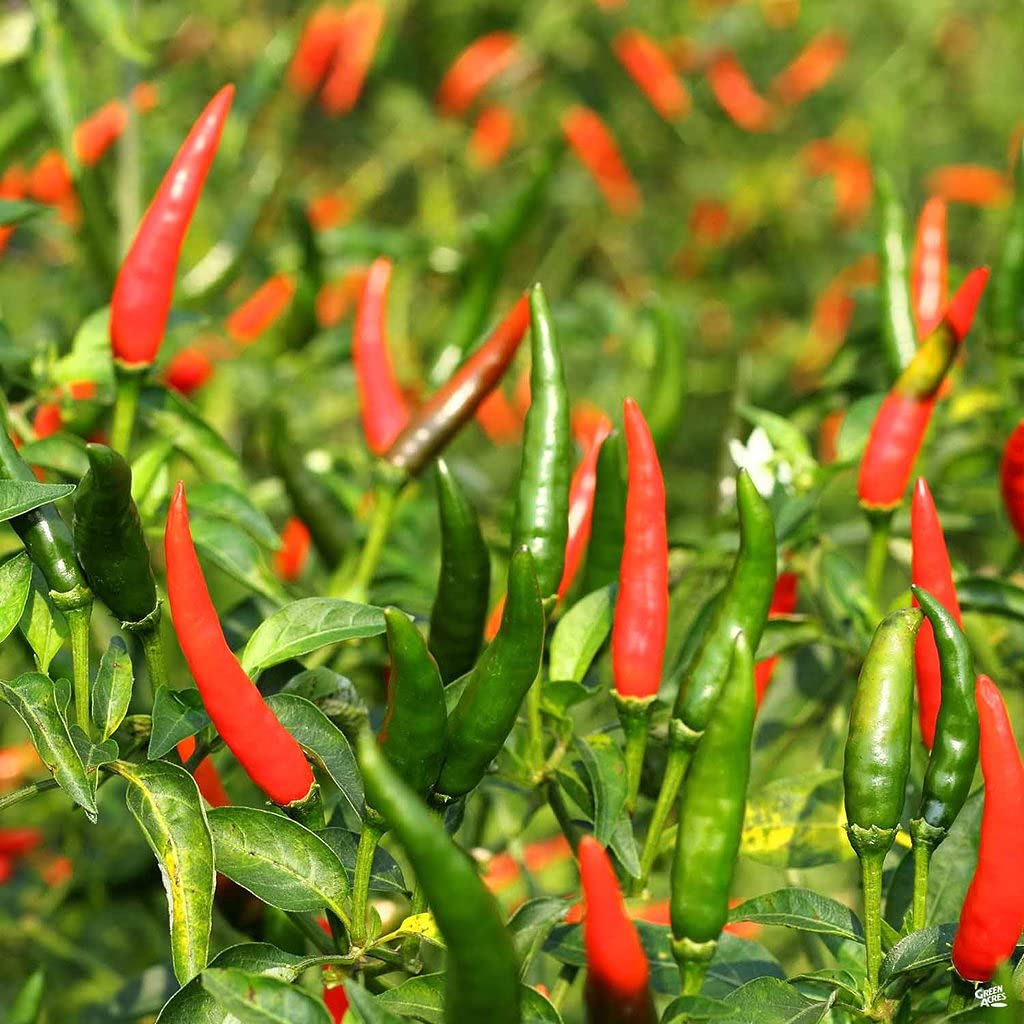 Green Gallery Surajmukhi Chilli Organic Seeds for Home Terrace and Kitchen Indoor Outdoor Gardening Planting Farming (B08QBFLJQN) Amazon Price History, Amazon Price Tracker