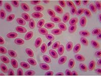 Vista 8 de OMAX Microscopio compuesto trinocular del laboratorio LED 40X-2500X con el equipo del contraste de la fase