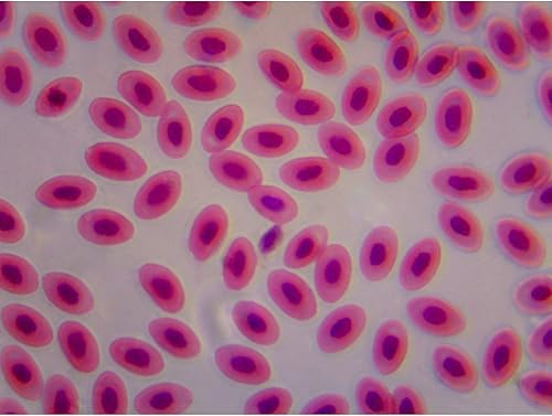 Miniatura 8 de Omax 40x -2500X trinocular Compuesto Laboratorio Kit de contraste de fase microscopio con LED