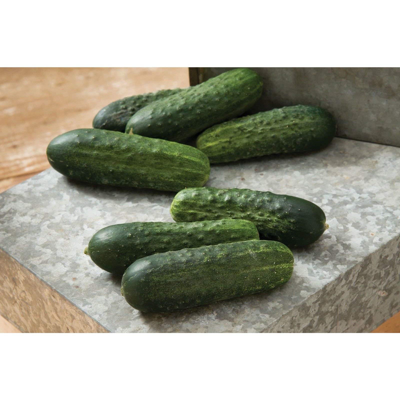 【cucumber】 Amazon.com : Dasher II F1 Cucumber Seeds (Slicing) a