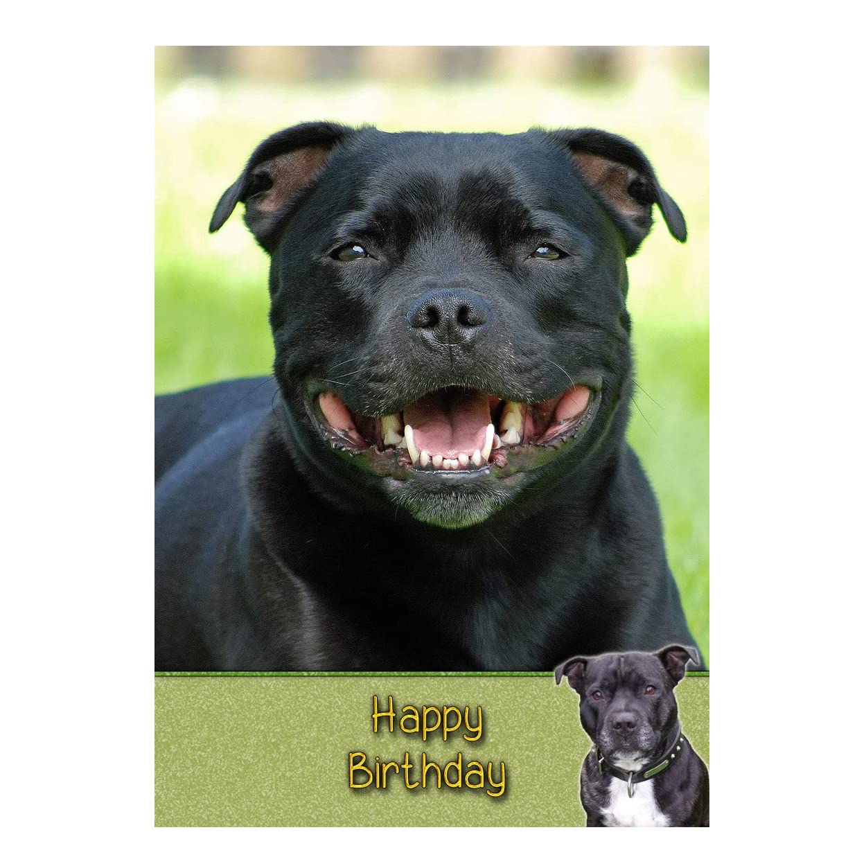 Staffie/Staffordshire Bull Terrier Birthday Card