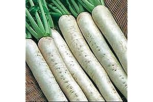 Japanese Daikon Radish: The Crisp and Zesty Culinary Gem