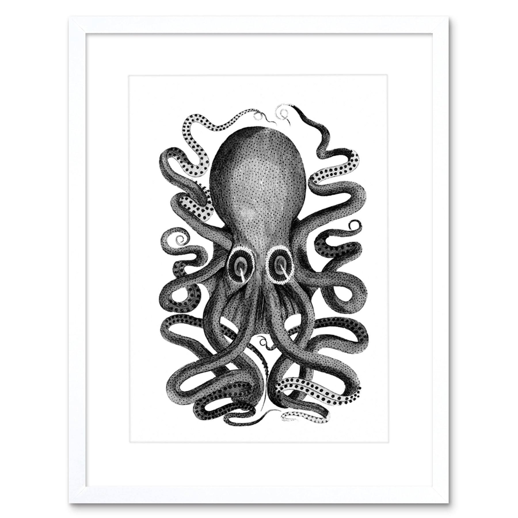 Wee Blue Coo Framed White 12X16 Octopus Vintage Illustration Art Print Framed Poster Wall Decor 12X16 Inch