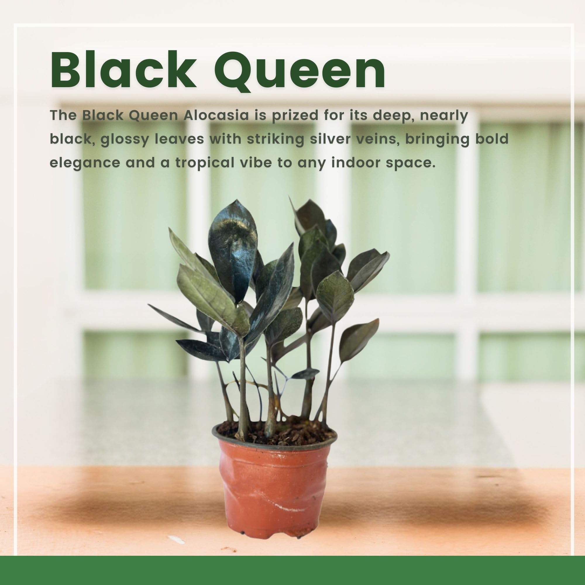 Amazon.com : Live ZZ Plant Black Queen (Zamioculcas zamiifolia) in
