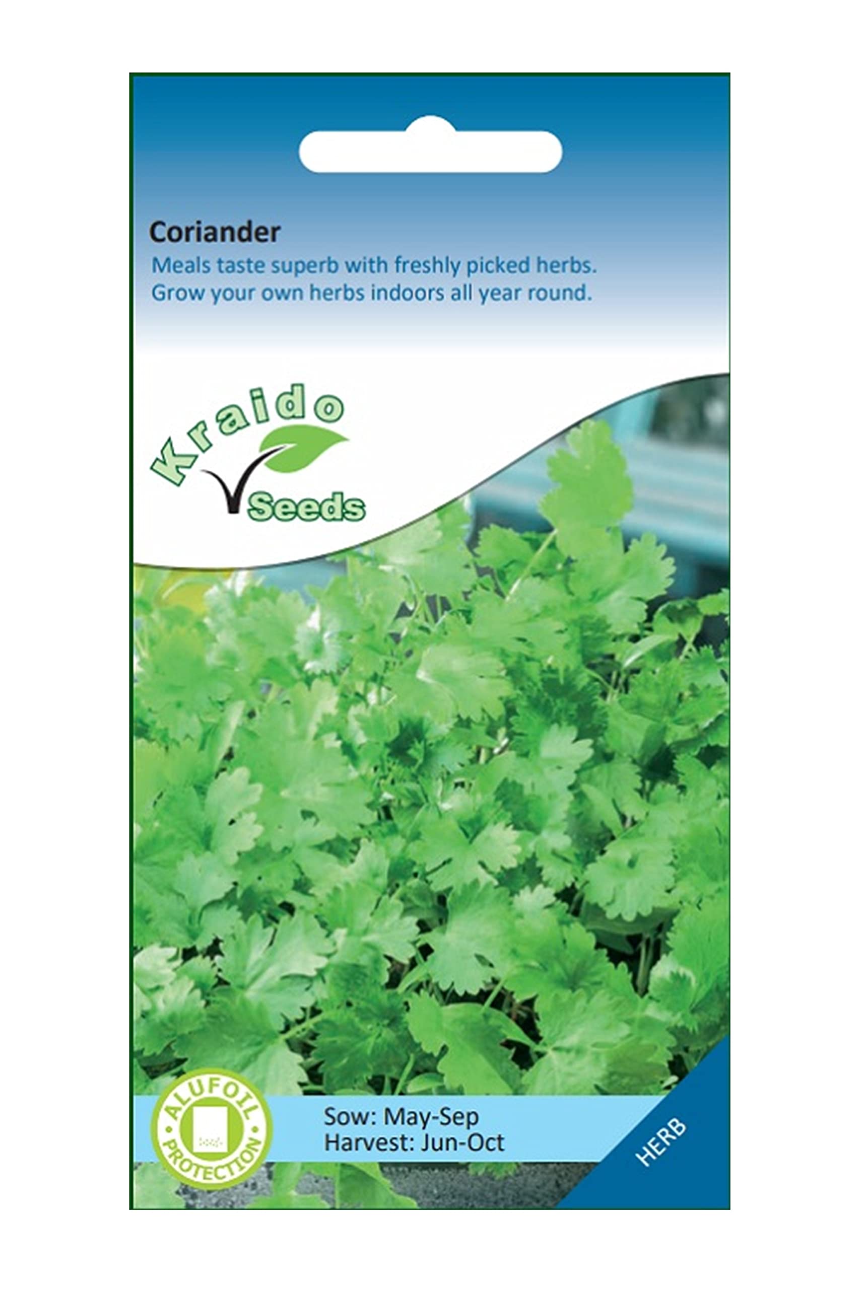 Coriander Herb 200 Seeds Coriandrum Sativum, Grow Your Own Herb Garden Indoors on a Windowsill or Outdoors in Pots and Containers
