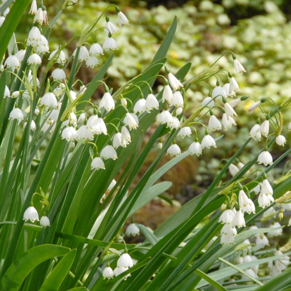 Leucojum Gravetye Giant - BIO 125 Blumenzwiebeln aus Holland