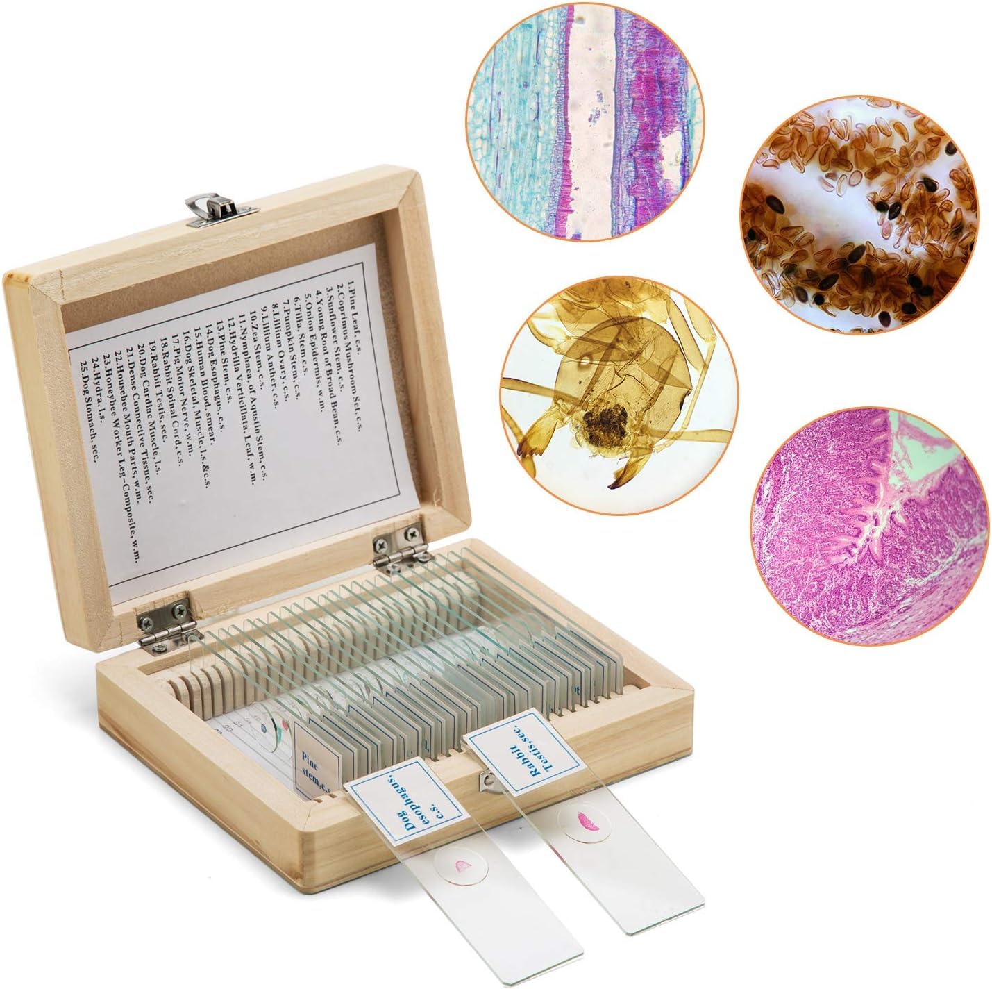 Caja de madera de microscopio óptico de 25 piezas SWIFT para aprender el conjunto experimental de muestras de tejidos de animales y plantas permanentes
