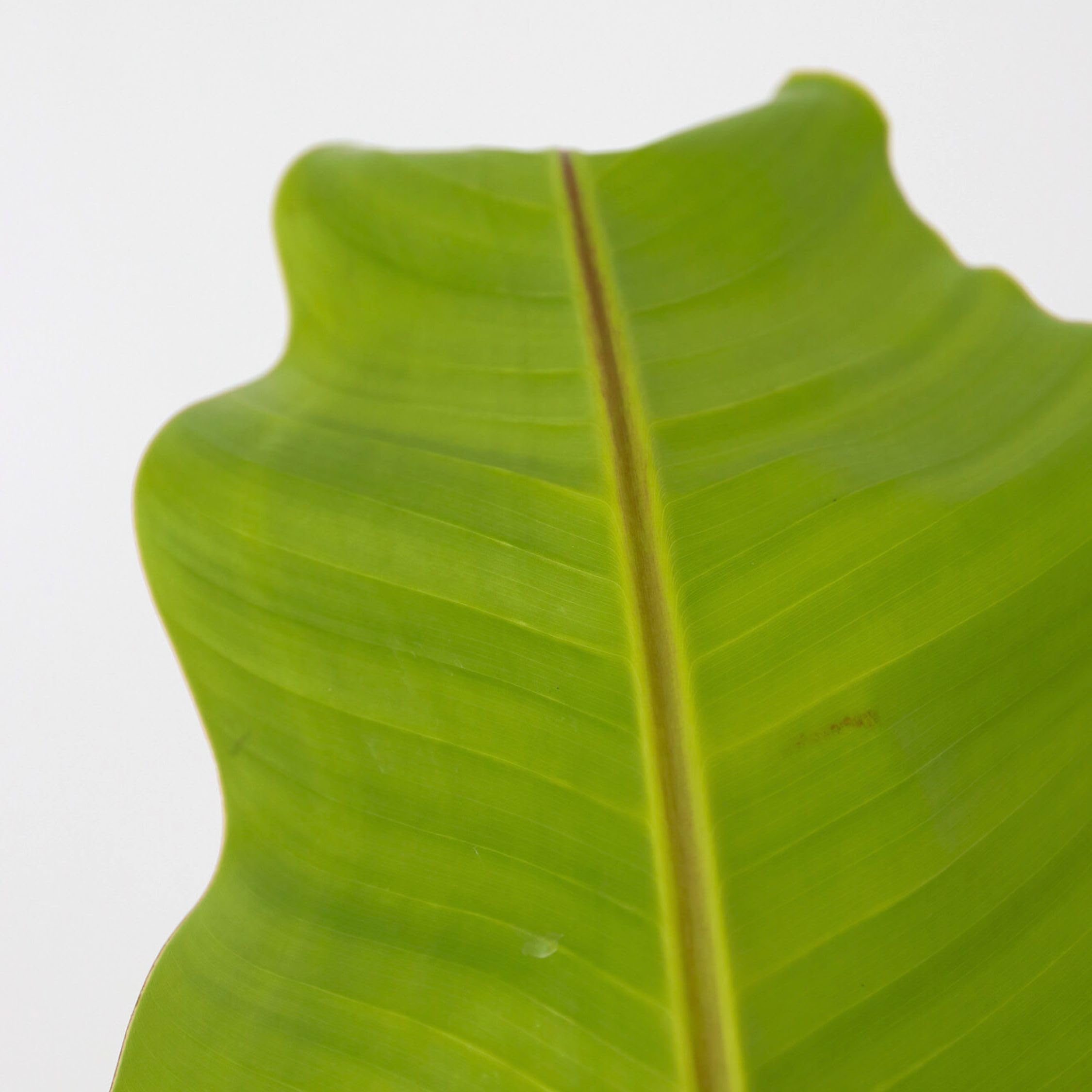 Bloomique Musa Oriental Dwarf – 2 Piante Di Banana Nane | Altezza 80-100cm | Piante Da Appartamento - 5