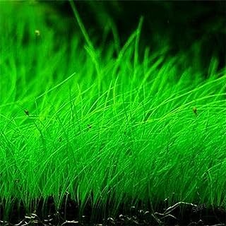Aquarium Grass Plants Seeds Mini Hairy Grass Seeds 10G Fish Tank Aquarium Plant Aquatic Water Grass Plant Seeds Easy Grow
