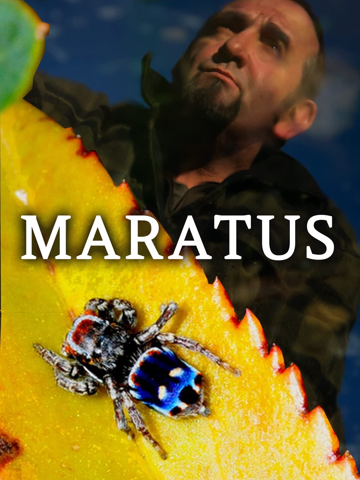 Maratus