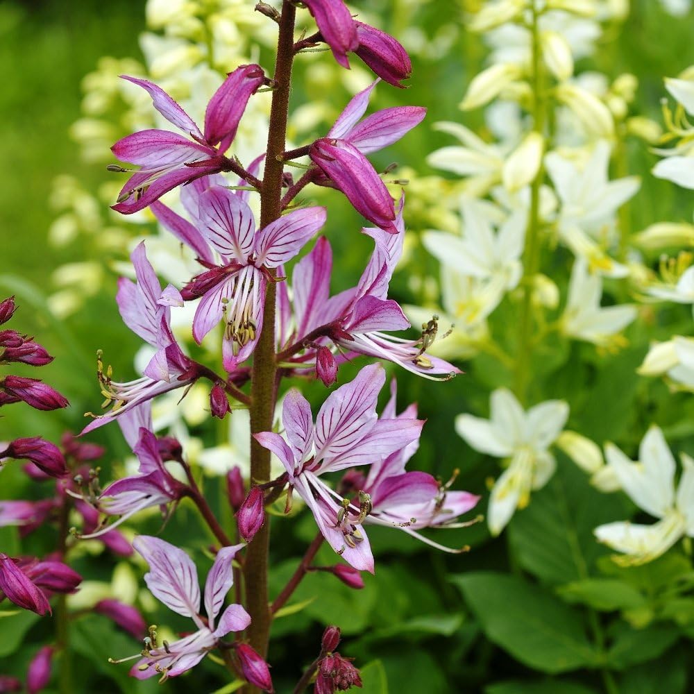 Burning Bush, Gas Plant Seeds โ Dictamnus fraxinella -
