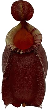 Nepenthes Ventricosa X Ampullaria Black Miracle Hybrid Carnivorous Pitcher Plant in 2" Pot