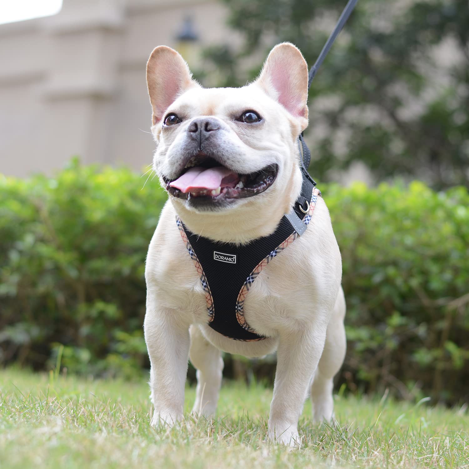 DORAMIO Pettorina Cane Taglia Piccola, Step-in Pettorina per Cani Gatti Cuccioli con Guinzaglio Comodo, Riflettente Traspirante Imbracatura Cane Morbida per Passeggiate Corsa (S, Nero Giallo)