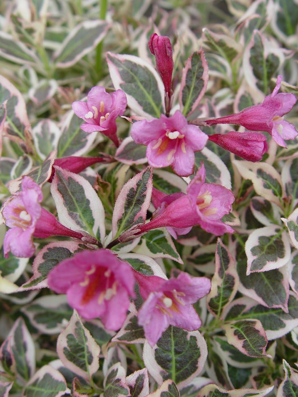 Proven Winners - Weigela florida My Monet (Weigela) Shrub, pink flowers, #2 - Size Container
