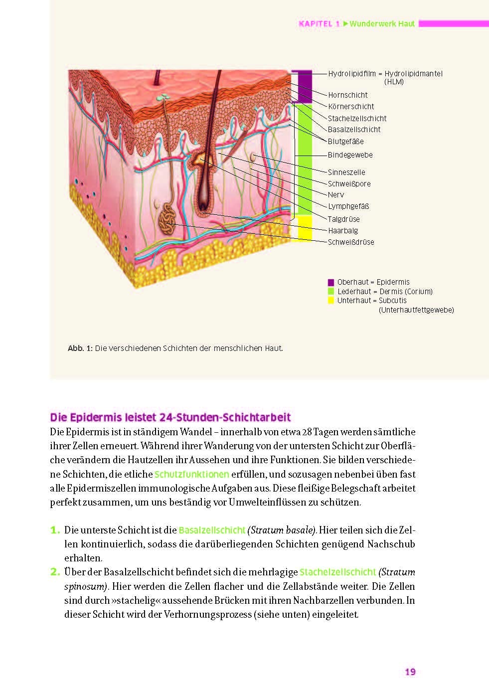 Das große Buch für die gesunde Haut. Ätherische Öle und Pflanzenöle für Hautpflege, Psyche und ein starkes Immunsystem. Rette deine Haut mit biologischer Haut- und Haarpflege