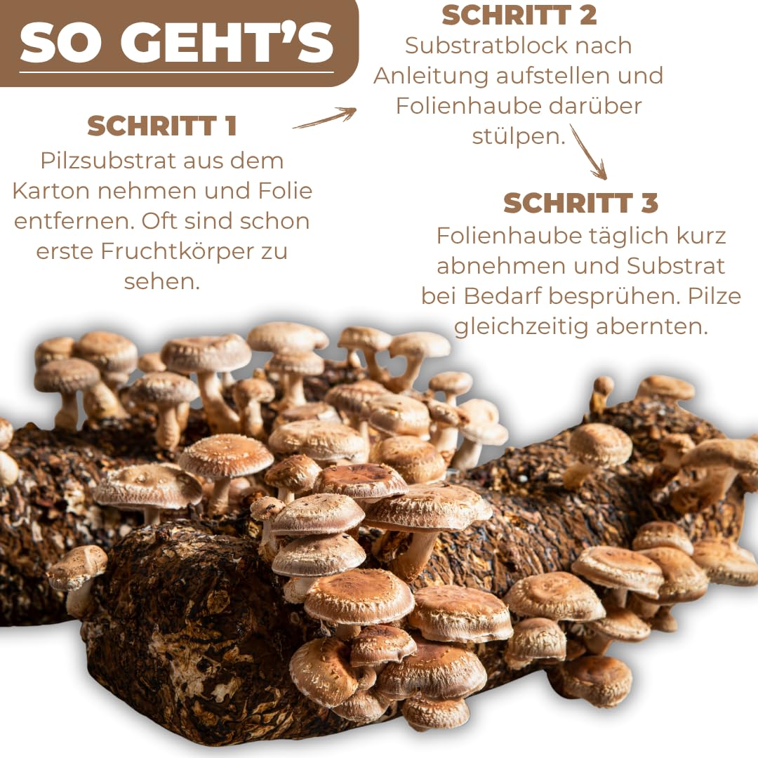 Hawlik Pilzbrut - 3 KG BIO Shiitake Kultur zum selber züchten XXL – kinderleicht Shiitake Pilze anbauen und ernten – komplettes Pilzzuchtset – fertige Pilzkultur für zuhause