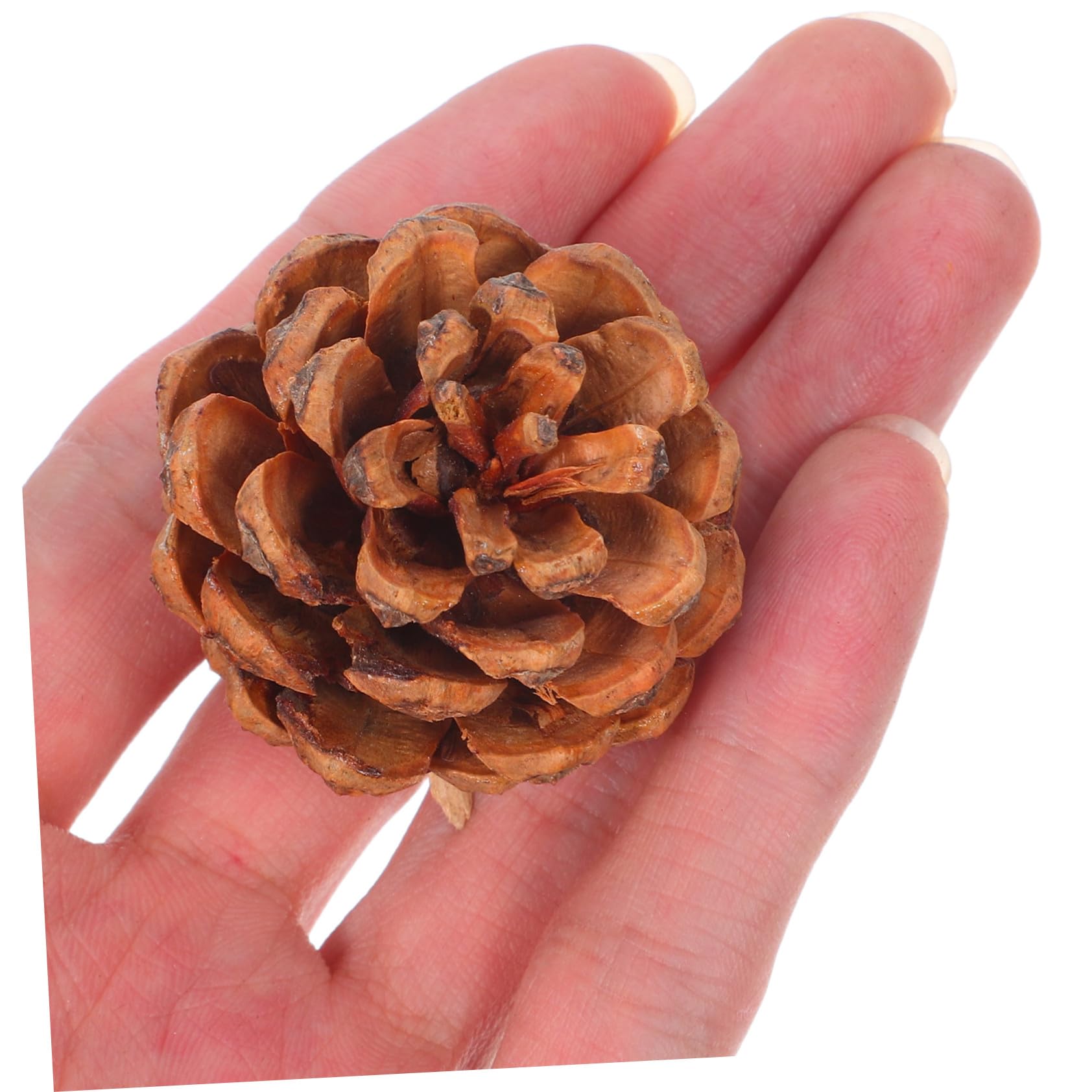Hemobllo 130 Mini Piñas Auténticas para Decoraciones Navideñas y Manualidades de Temporada y Materiales de Conos de Pino para Relleno de Jarrones