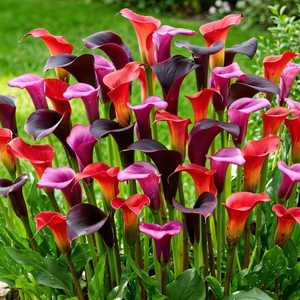 Calla Lys violets noirs rouges 5 bulbes hollandais grands pour pot