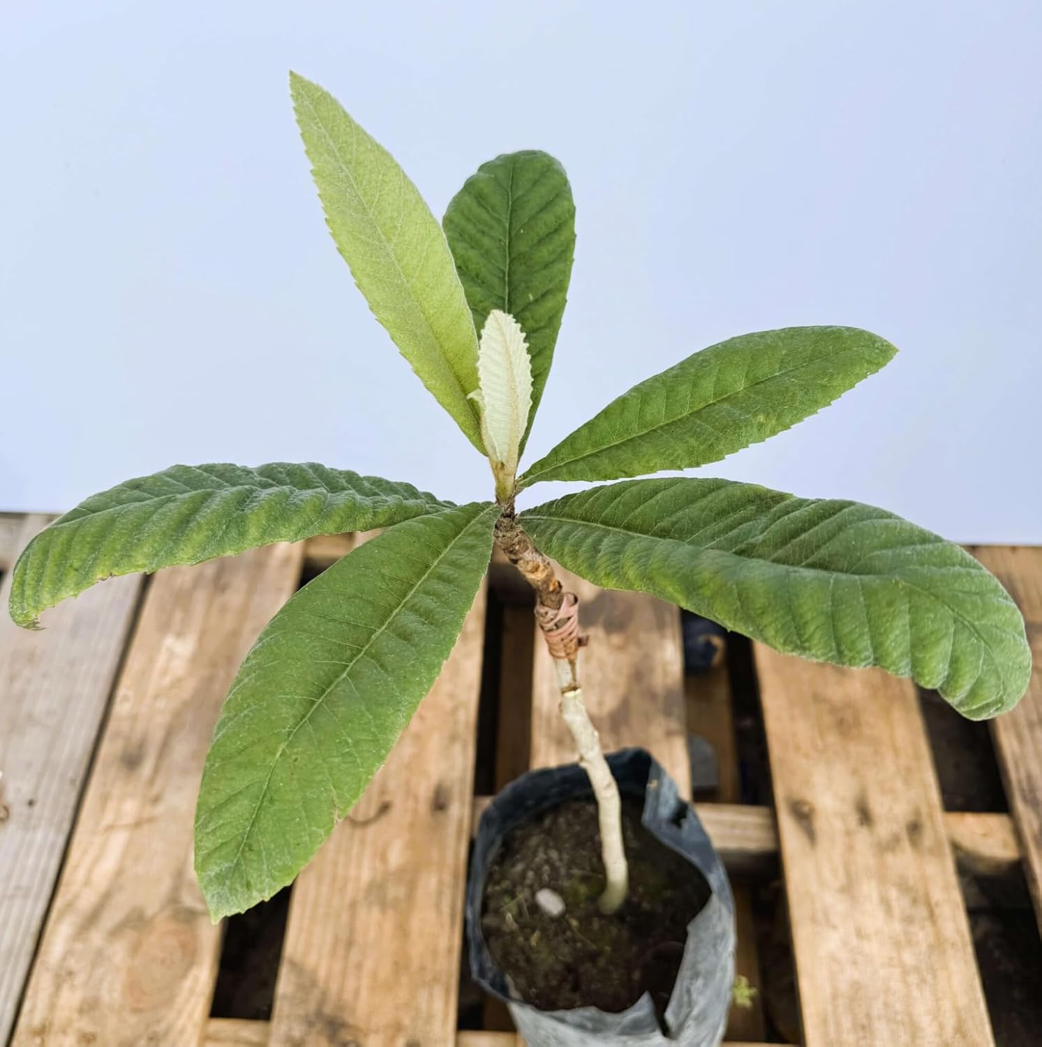 Grafted Loquat (Eriobotrya Japonica) Tropical Plantae Live Fruit Tree 2′-3′ feet