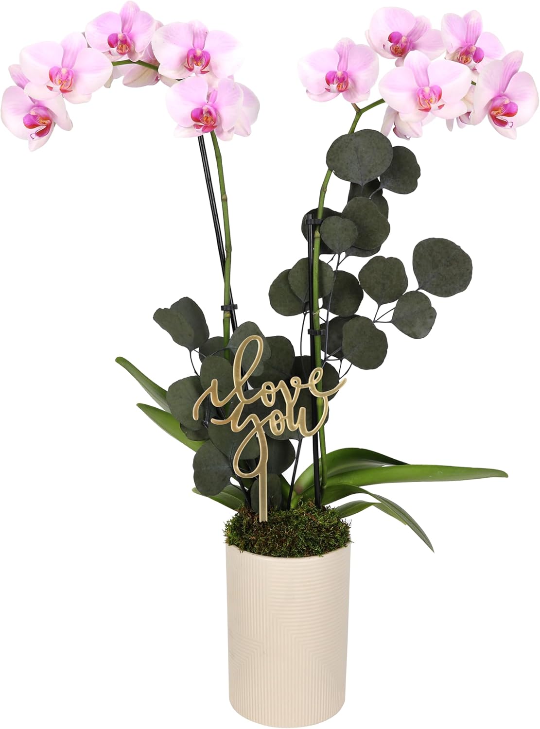 Green Circle Growers 5" Light Pink Orchid Plant – Love You Edition in Beige Ceramic Planter, Live Indoor Orchid Gift