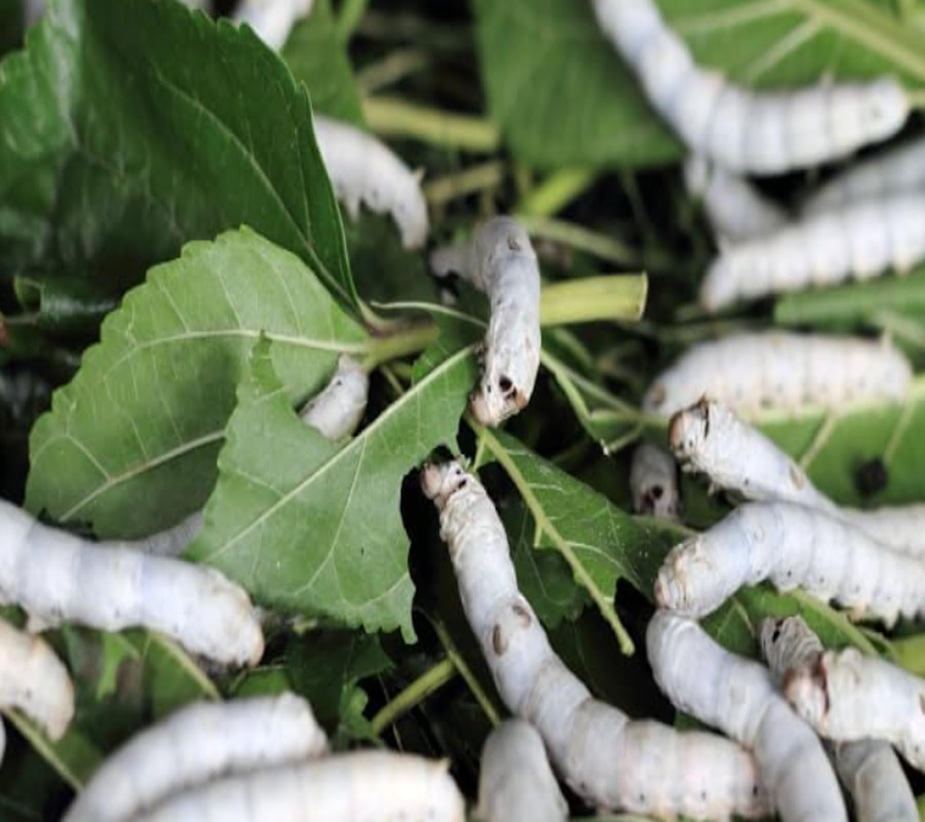 Amazon | 生きたシルクワーム 蚕 100匹| 高栄養生体餌 | 爬虫類
