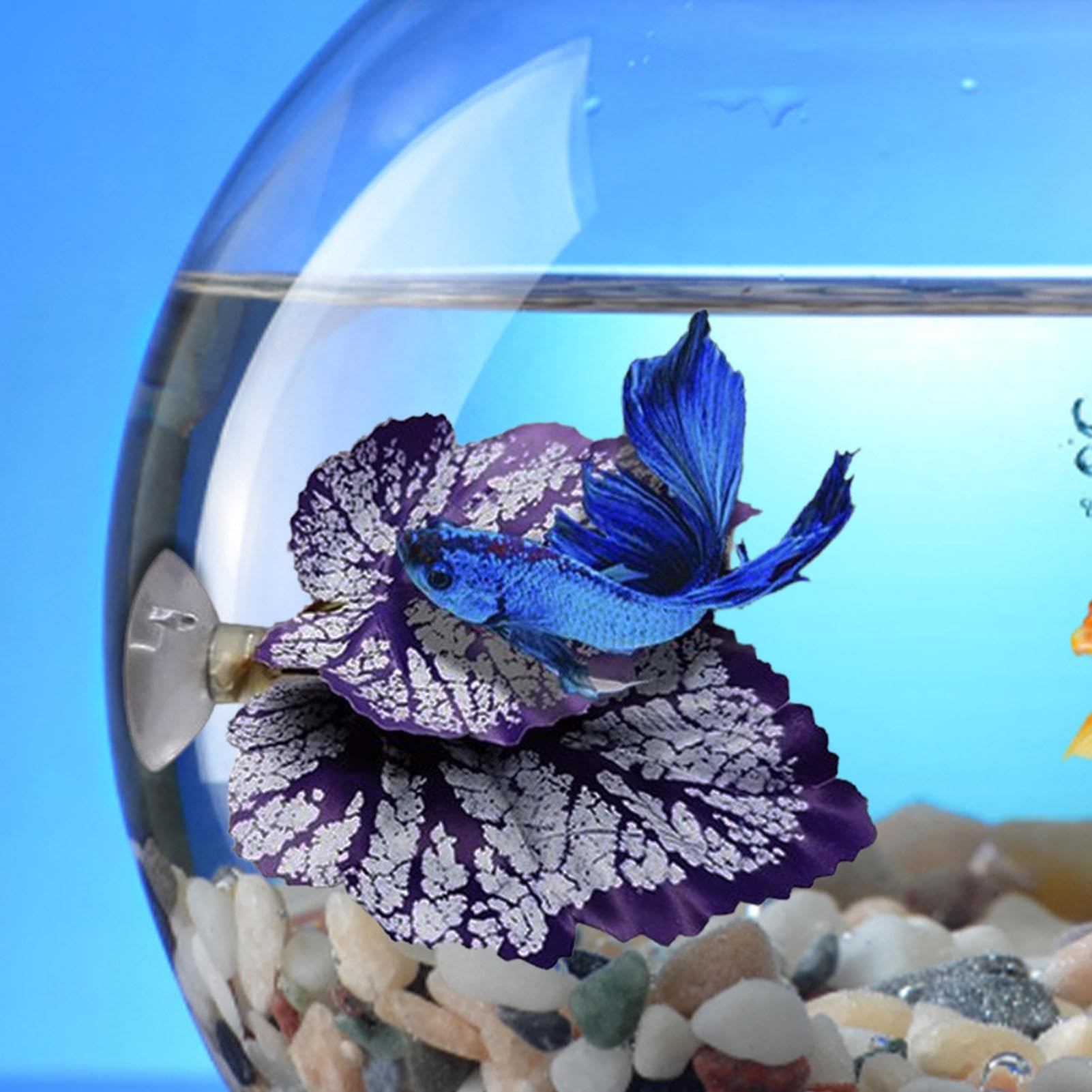 XIAOXIAOYU Feuille de Repos pour Poisson Betta, Coussinet de Feuilles de Poisson Betta,Feuille de Betta légère | Coussinet de Feuilles de Flexible et sûr, pour Aquarium de Poissons Betta, Aquarium,