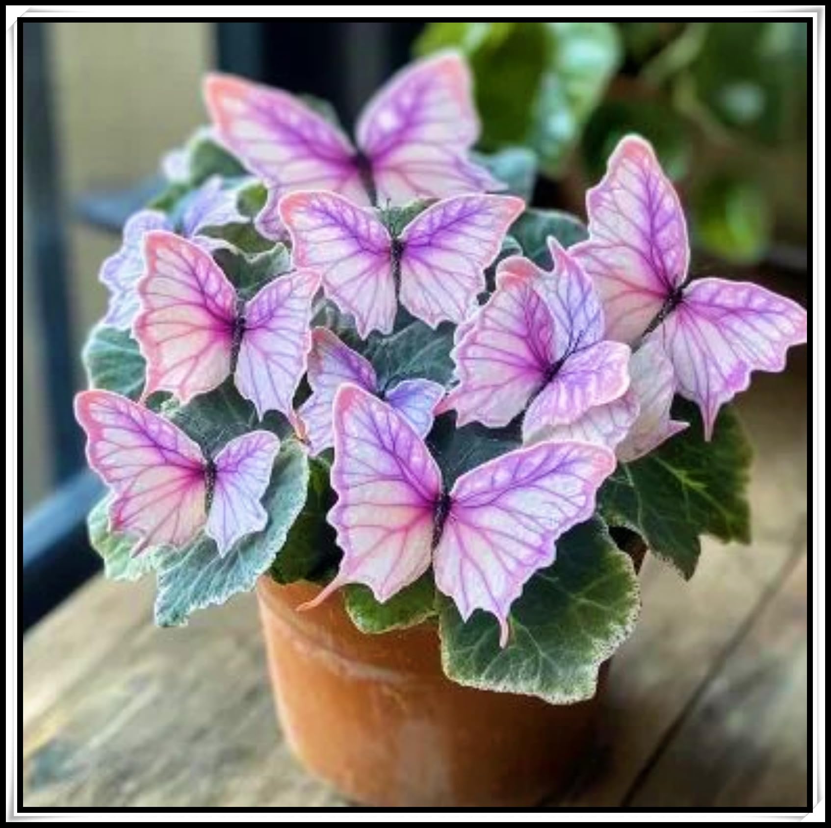 Perennial Hosta Bulb, Midnight Butterfly Flower Herb Hosta Rhizome, Shade-Tolerant ＆ Low-Maintenance, Ideal Garden Excellent Display -15 Bulbs-H