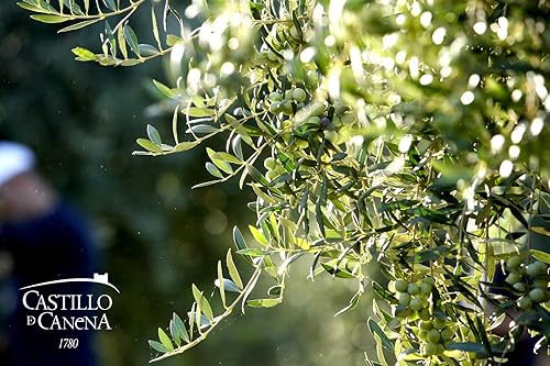 Miniatura 8 de Castillo de Canena Aceite de Oliva Virgen Extra | Primer día de cosecha | 2021/2022 | Arbequina | 16.9 fl oz | De España |