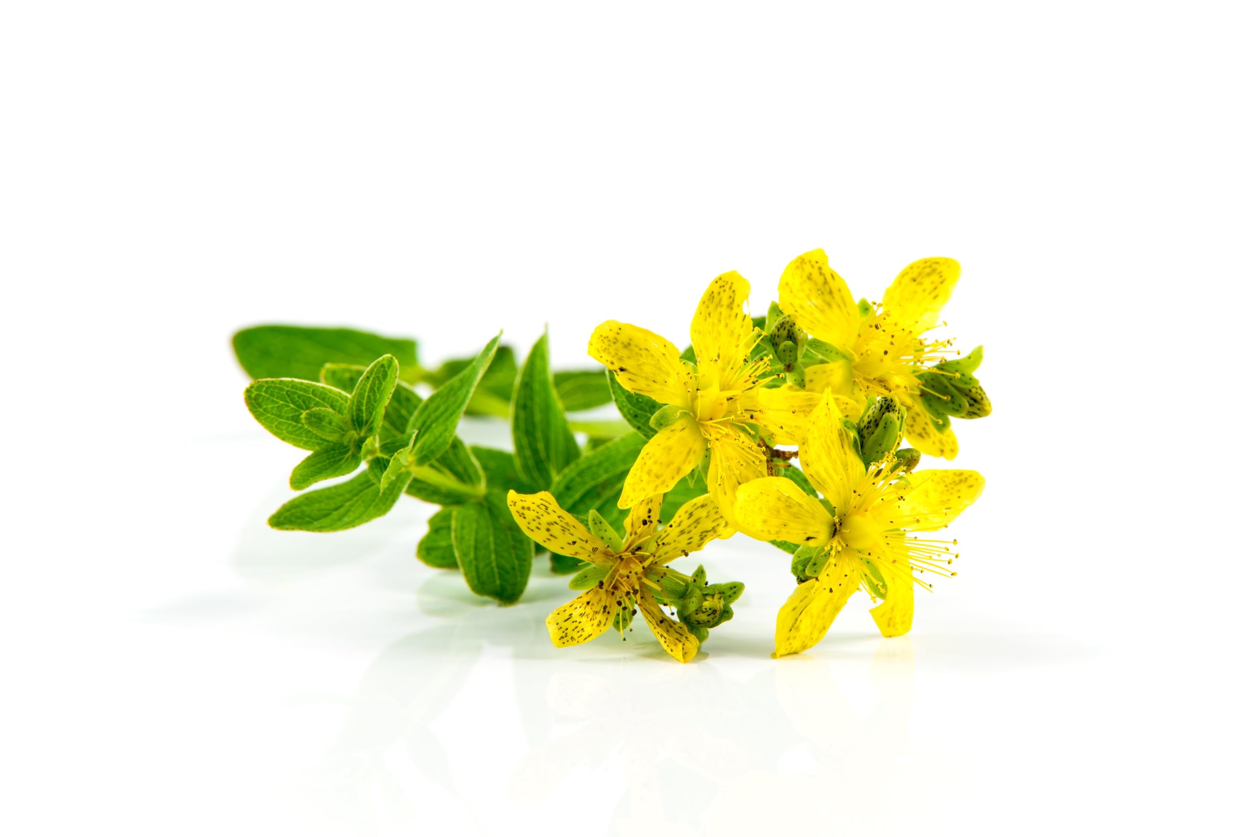Echtes Johanniskraut (Hypericum perforatum) Samen. Heilpflanze des Jahres 2019 (100000 Samen = 10,0g)