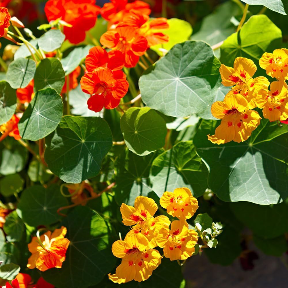 Nasturtium Trailing Mix Seeds – Easily Grown & Very Versatile – RHS Plants for Pollinators – Hardy Annual – for Your Beautiful Garden