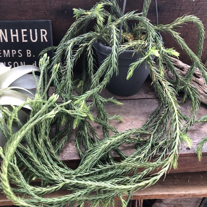 Huperzia carioata 'Blue klay' フペルジア Huperzia carinatum Blue Klay, 24,90 €